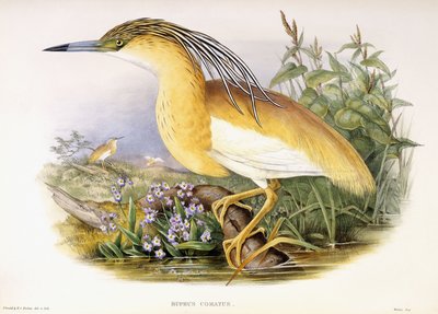 Buphus Comatus, kolem 1862-3 (ručně kolorovaná litografická deska) od John and Richter Henry Constantine Gould