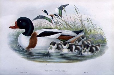 Sheldrake (Tadorna Vulpanser) (ručně barvené lito) od John and Richter Henry Constantine (after) Gould