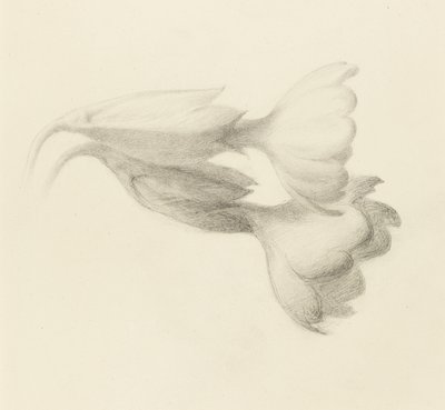 Zvonky kravské, pravděpodobně 1871 (grafit na tkaném papíře) od John Ruskin