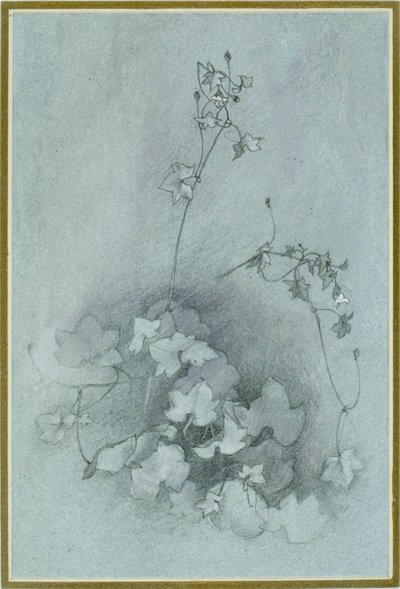 Toadflax Ivy-Leaved "Oxford Ivy", 1852 od John Ruskin