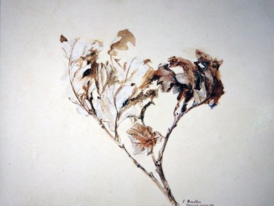 Studie dubových listů od John Ruskin
