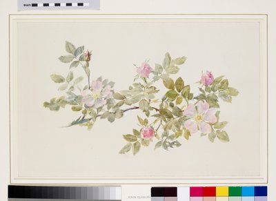 Studie divoké růže (akvarel a tělová barva nad grafitem na vliesovém papíře) od John Ruskin