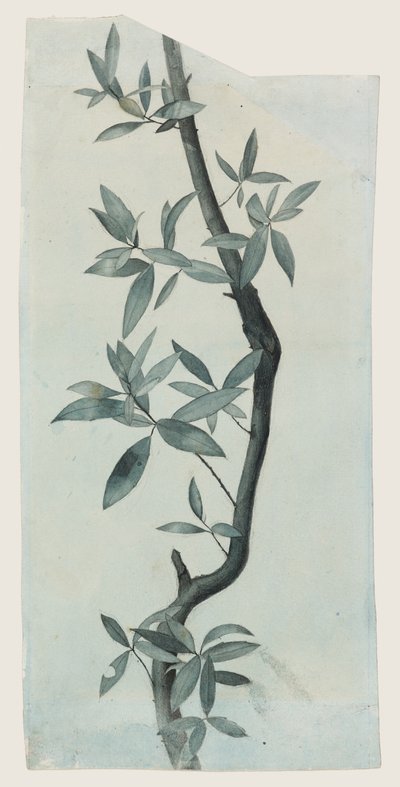 Study of Willow Leaves, c.1857 (tužka a akvarel na papíře) od John Ruskin