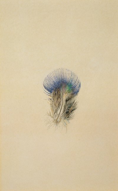 Studie o pavím peru, 1873 od John Ruskin