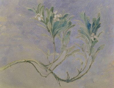 Studie of a Srig of a Myrtle Tree, c.1877 (pero & hnědý inkoust & wc přes tužku zvýrazněné bílou na papíře) od John Ruskin