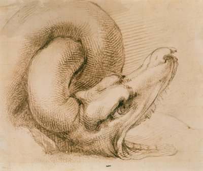 Studie dračí hlavy po Michelangelovi (inkoust na papíře) od John Ruskin