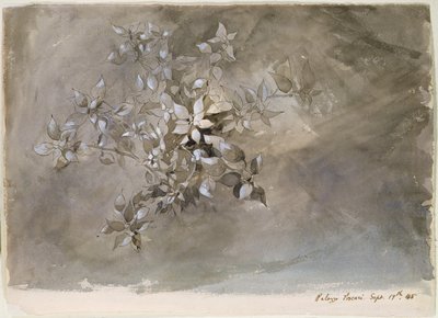 Studium listí od John Ruskin