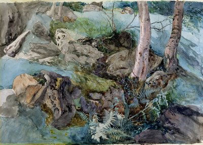 Studium skal a kapradin v lese v Crossmount, Perthshire, 1843 (wc na papíře) od John Ruskin