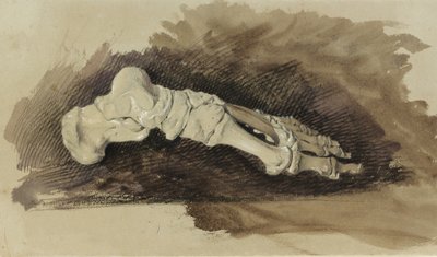 Kosti ženské lidské nohy (tužka s wc a tělovou barvou na papíře) od John Ruskin