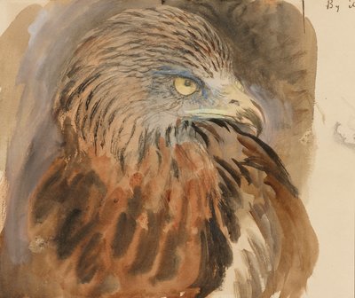 Hlava draka, ze života, 30. srpna – 1. září 1870 (akvarel a tělová barva přes grafit na světle hnědém tkaném papíře) od John Ruskin