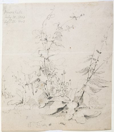 Studie plevelů, Kirkstall od John Sell Cotman