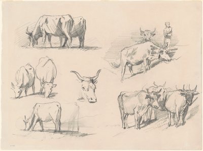 Studie skotu, c. 1872. od John Singer Sargent