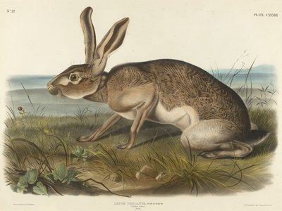 Zajíc texaský, 1848 (ručně kolorovaná litografie na vliesovém papíře) od John T. Bowen