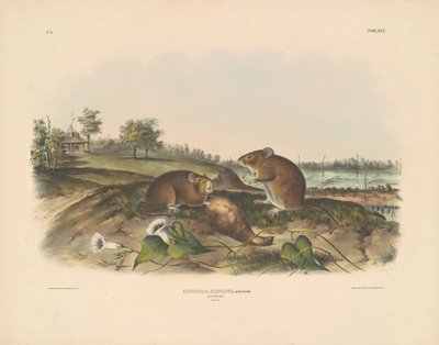 Bavlněná krysa od John T. Bowen, after John James Audubon