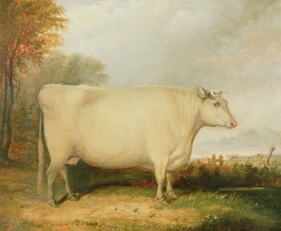 Portrét oceněné krávy od John Vine