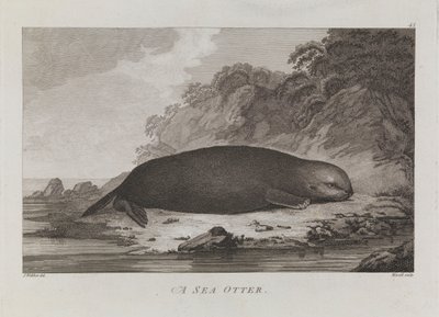 Vydra mořská od John Webber