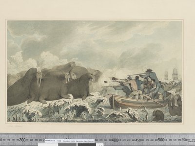 F.32 Sea Horses, cca 1773-1784 (akvarel) od John Webber