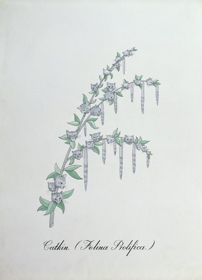 Catkin (Felina Prolifica.), ilustrace z 