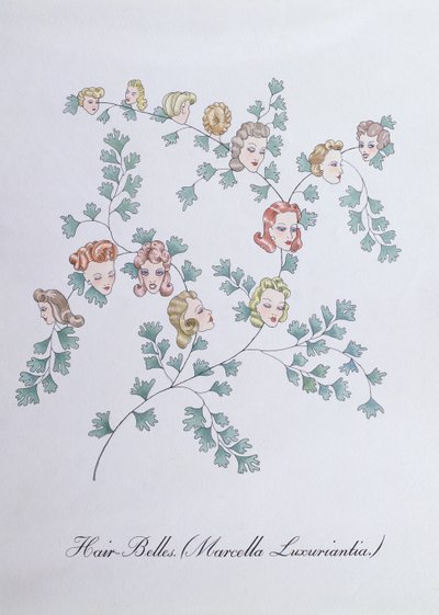 Hair-Belles (Marcella Luxuriantia), ilustrace z 