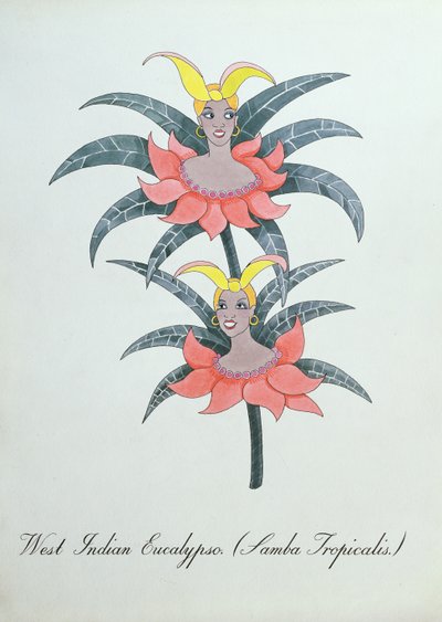 Západoindické eukalypso (Samba Tropicalis.), ilustrace z 