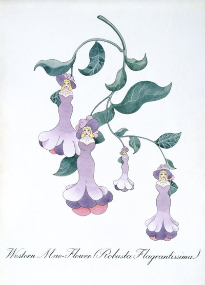 Western Mae-Flower (Robusta Flagrantissima), ilustrace z 