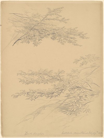 Březové větve, Catskill Mountains od John William Casilear
