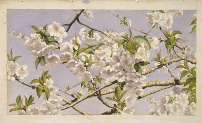 Apple Blossoms, c.1874 (wc na papíře) od John William Hill
