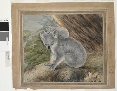 Koala a mladí, 1803, J.W. Lewin, 1803 (wc a kvaš) od John William Lewin