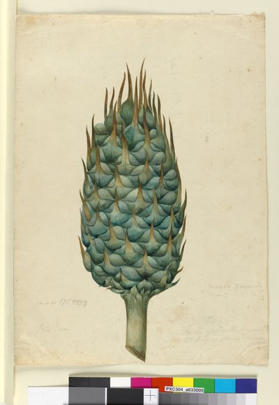 Macrozamia, c.1803-06 (wc, pero, inkoust a tužka) od John William Lewin