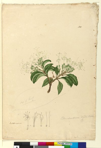 Page 100. Clerodendrum tomentosum, c.1803-06 (wc, pen, ink and pencil) od John William Lewin