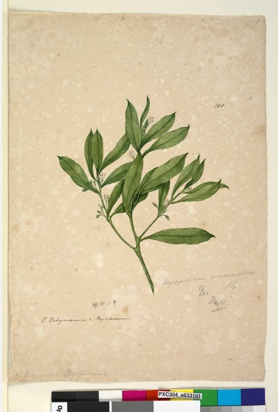 Strana 101. Myoporum acuminatum, c.1803-06 (wc, pero, inkoust a tužka) od John William Lewin