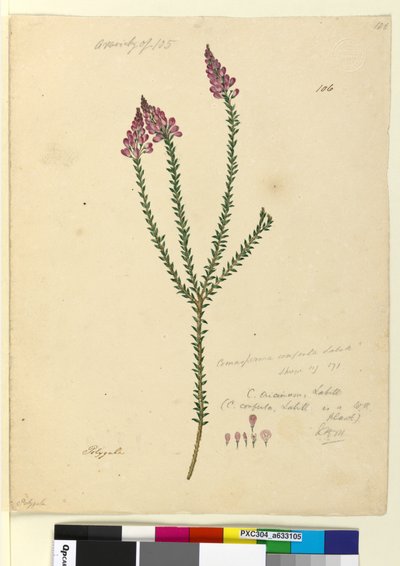 Strana 106. Comesperma ericinum, c.1803-06 (wc, pero, inkoust a tužka) od John William Lewin