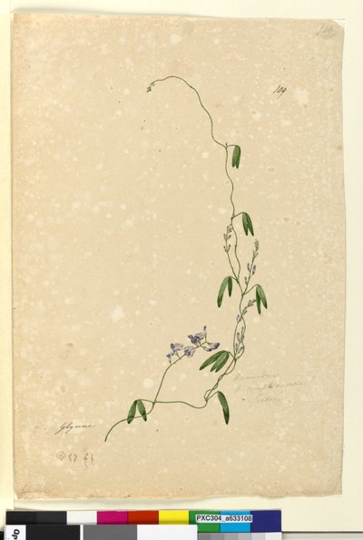 Strana 109. Kennedia comptonianaHardenbergia comptoniana, c.1803-06 (wc, pero, inkoust a tužka) od John William Lewin