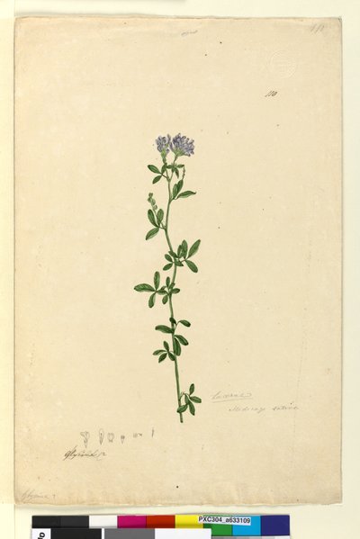 Strana 110. Medicago sativa, c.1803-06 (wc, pero, inkoust a tužka) od John William Lewin