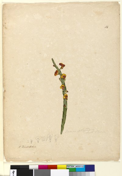 Strana 114. Bossiaea scolopendria, c.1803-06 (wc, pero, inkoust a tužka) od John William Lewin