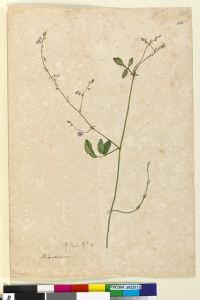 Strana 115. Hedysarum, c.1803-06 (wc, pero, inkoust a tužka) od John William Lewin