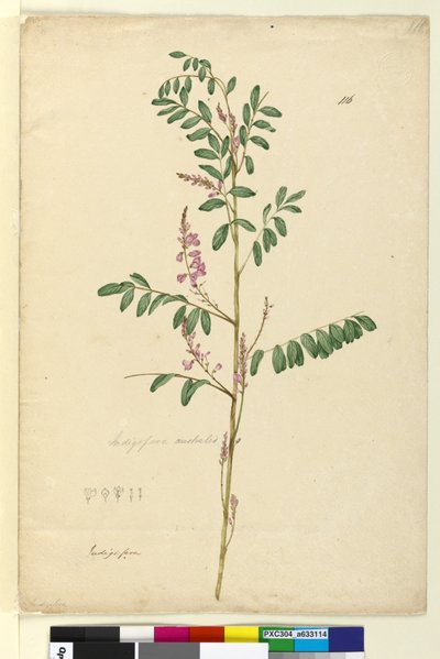 Strana 116. Indigofera australis, c.1803-06 (wc, pero, inkoust a tužka) od John William Lewin