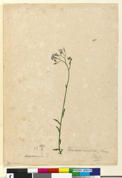 Strana 118. Vernonia cinerea, c.1803-06 (wc, pero, inkoust a tužka) od John William Lewin