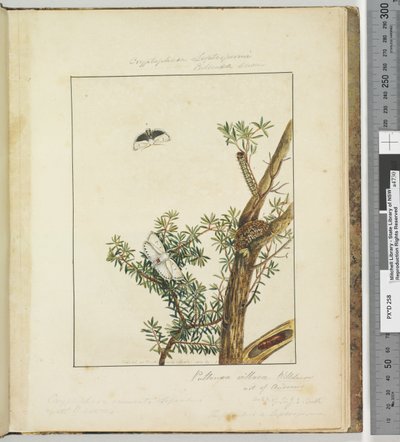Strana 11. Talíř 3 Cryptohasa Septosfermi Pultenae Lewin, 1803-04 (ručně kolorované lepty) od John William Lewin