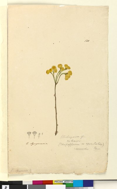 Strana 120. Elichrysum, c.1803-06 (wc, pero, inkoust a tužka) od John William Lewin
