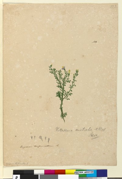 Strana 122. Vittadinia australis, c.1803-06 (wc, pero, inkoust a tužka) od John William Lewin