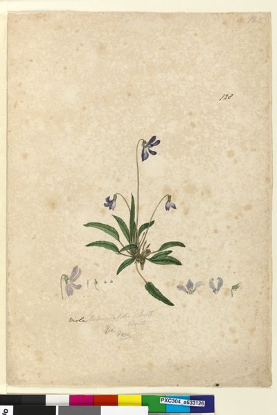 Strana 128. Viola betonicifolia, c.1803-06 (wc, pero, inkoust a tužka) od John William Lewin
