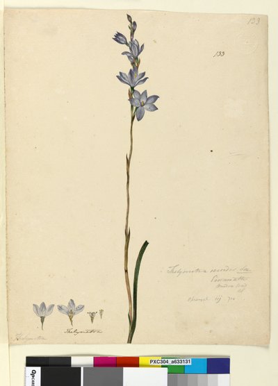 Strana 133. Thelymitra ixioides, c.1803-06 (wc, pero, inkoust a tužka) od John William Lewin
