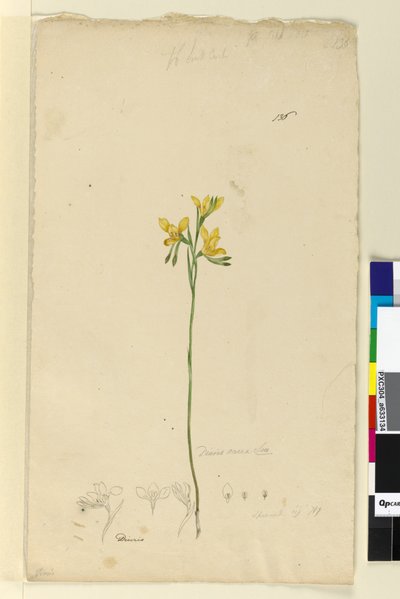Strana 136. Diuris aurea, c.1803-06 (wc, pero, inkoust a tužka) od John William Lewin