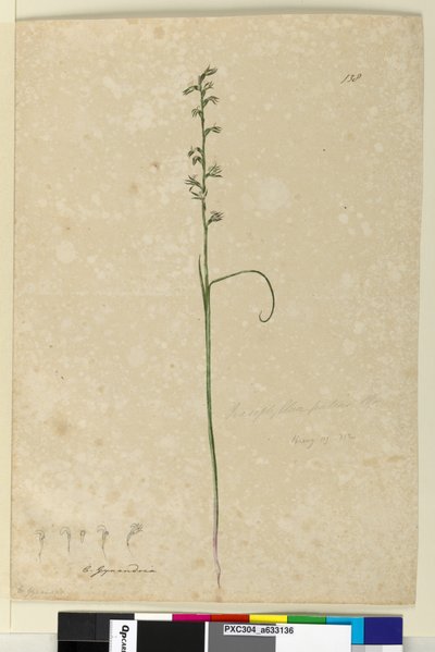 Strana 138. Prasophyllum patens, c.1803-06 (wc, pero, inkoust a tužka) od John William Lewin