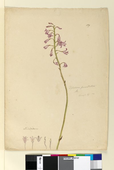 Strana 139. Dipodium punctatum, c.1803-06 (wc, pero, inkoust a tužka) od John William Lewin