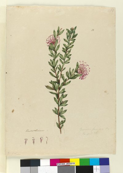 Strana 13. Grevillea punicea, c.1803-06 (wc, pero, inkoust a tužka) od John William Lewin
