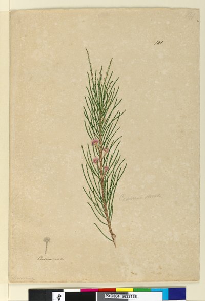 Strana 141. Casuarina strictaAllocasuarina verticillata, c.1803-06 (wc, pero, inkoust a tužka) od John William Lewin