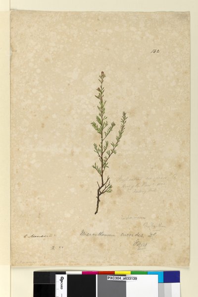 Strana 142. Phyllanthus rivularis, c.1803-06 (wc, pero, inkoust a tužka) od John William Lewin