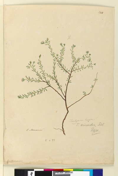 Strana 144. Trachymene linearis, c.1803-06 (wc, pero, inkoust a tužka) od John William Lewin